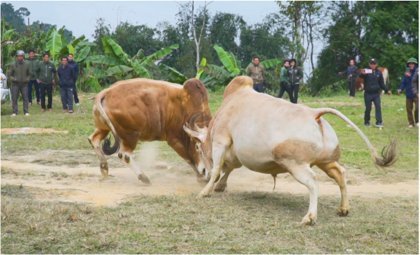 mien-tay-nghe-an-19.jpg