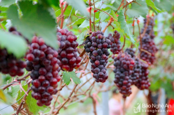 bna_nho_duoc_cham_soc_tot_nen_dat_chat_luong_cao_anh_quang_an689400_28112021--n1.jpg