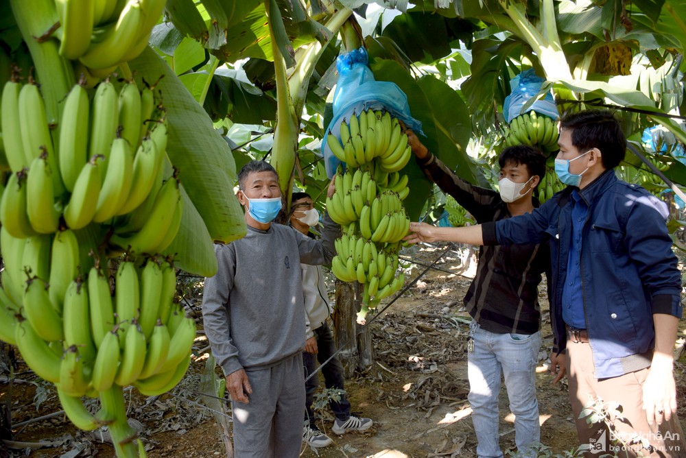 Triển vọng từ sản phẩm OCOP mới ở huyện Tân Kỳ