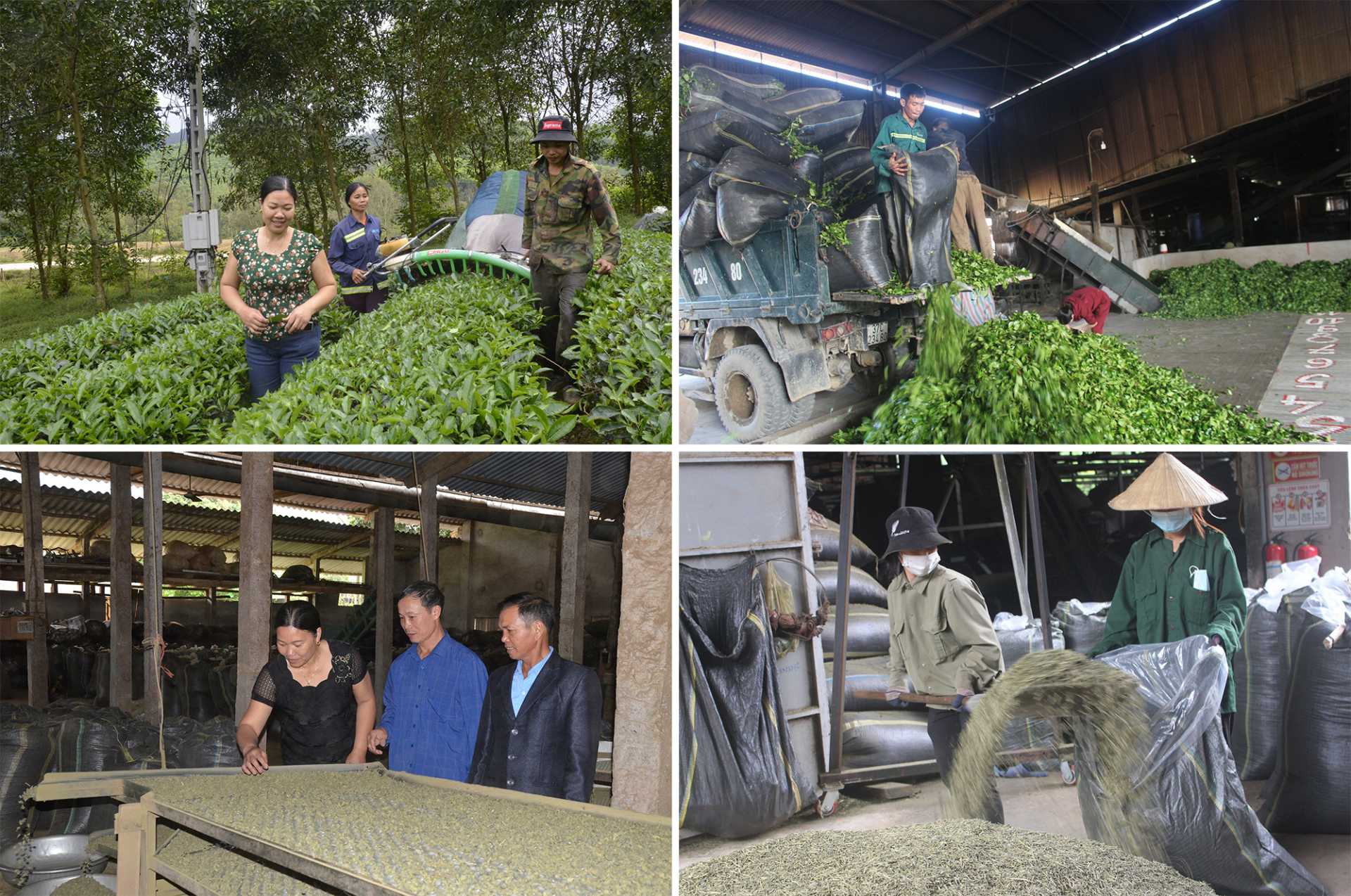 Che-xanh-duoc-thu-hai-ve-xuong-che-bien.png