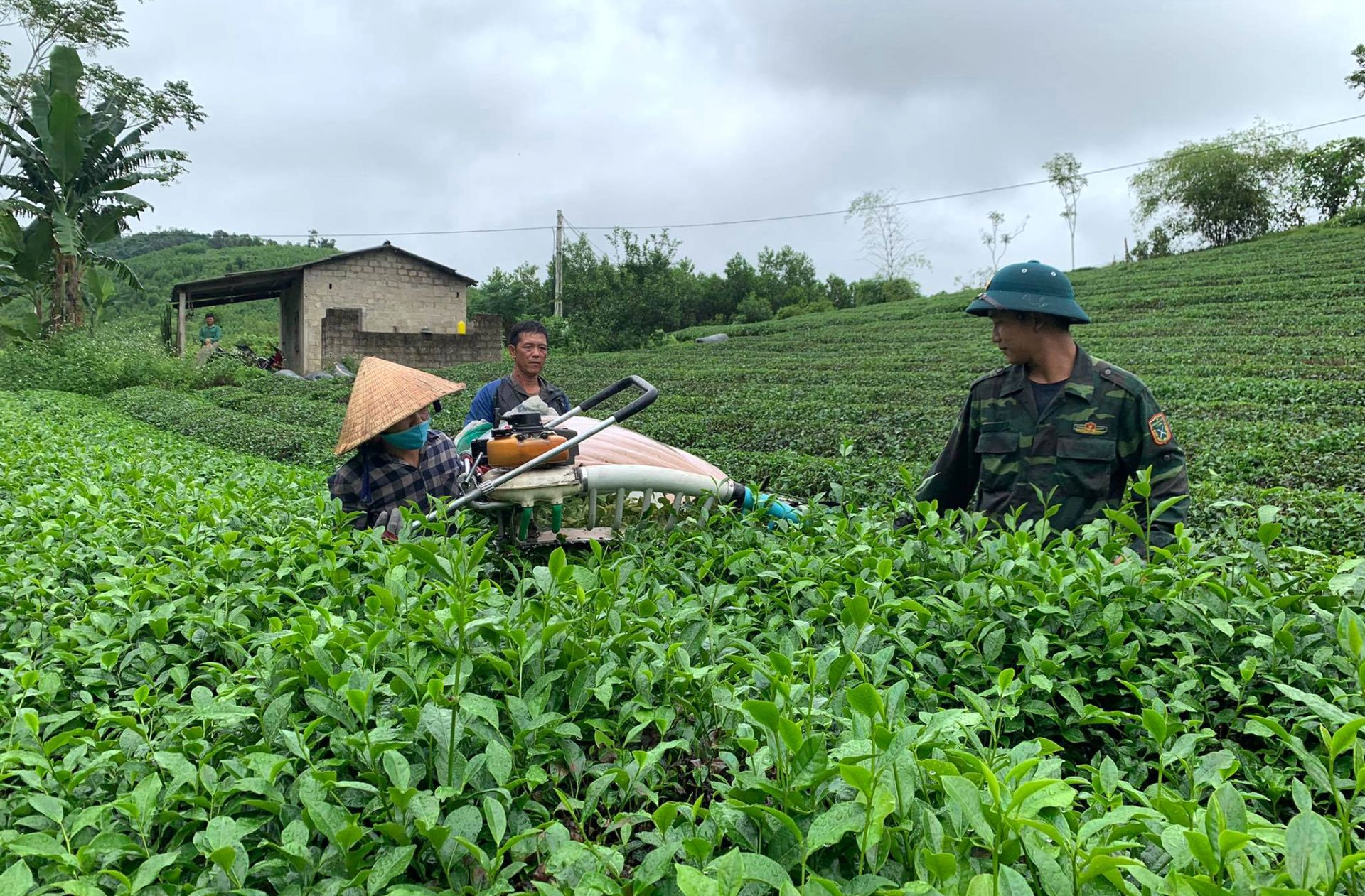 Mo-hinh-trong-che-bien-che-cua-gia-dinh-ong-Phan-Dinh-Duong-tao-viec-lam-cho-nhieu-lao-dong.jpeg