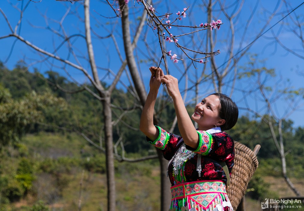 Những nẻo Xuân quê hương Nghệ An