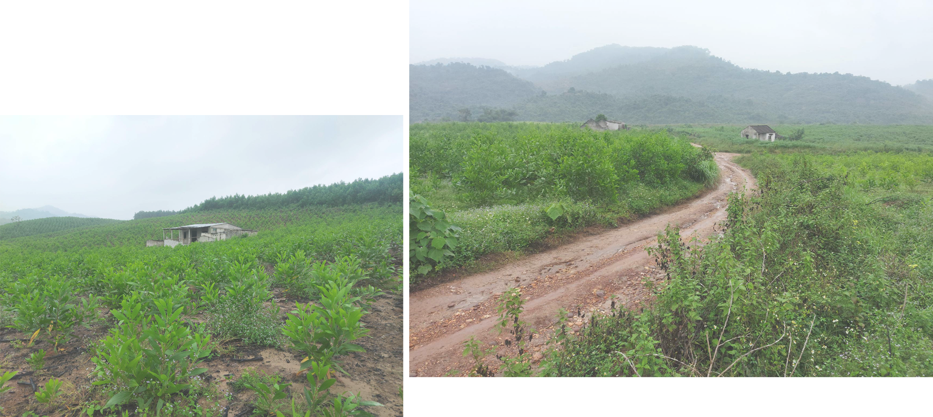 ban-mong-du-cam-mot-moi-lo-a7-1.png