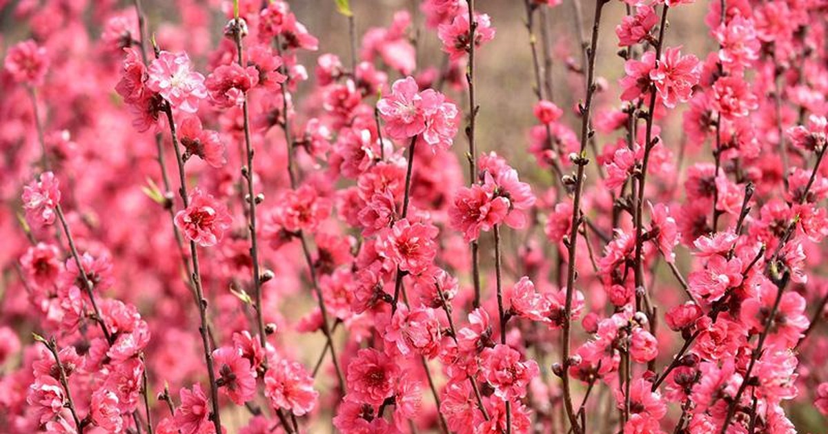 Tết Nguyên đán năm 2023 được nghỉ 7 ngày