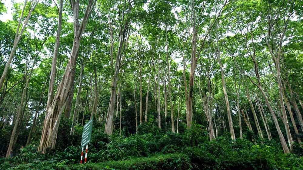 Rừng săng lẻ cổ thụ - "Báu vật" của miền Tây Nghệ An