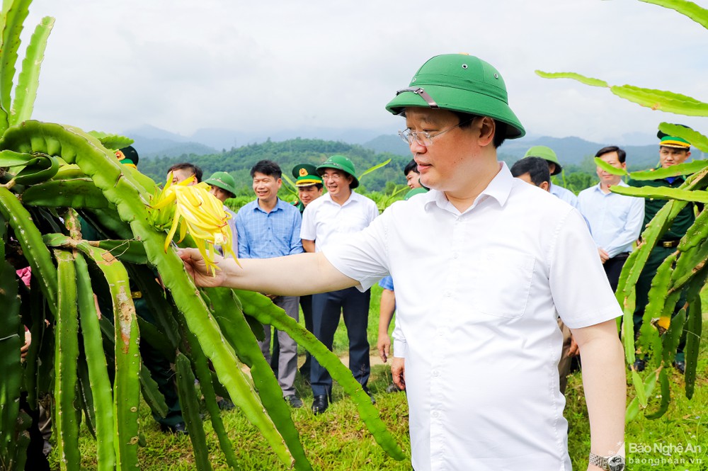 bna_thanh_long_16785298_2552022.jpg