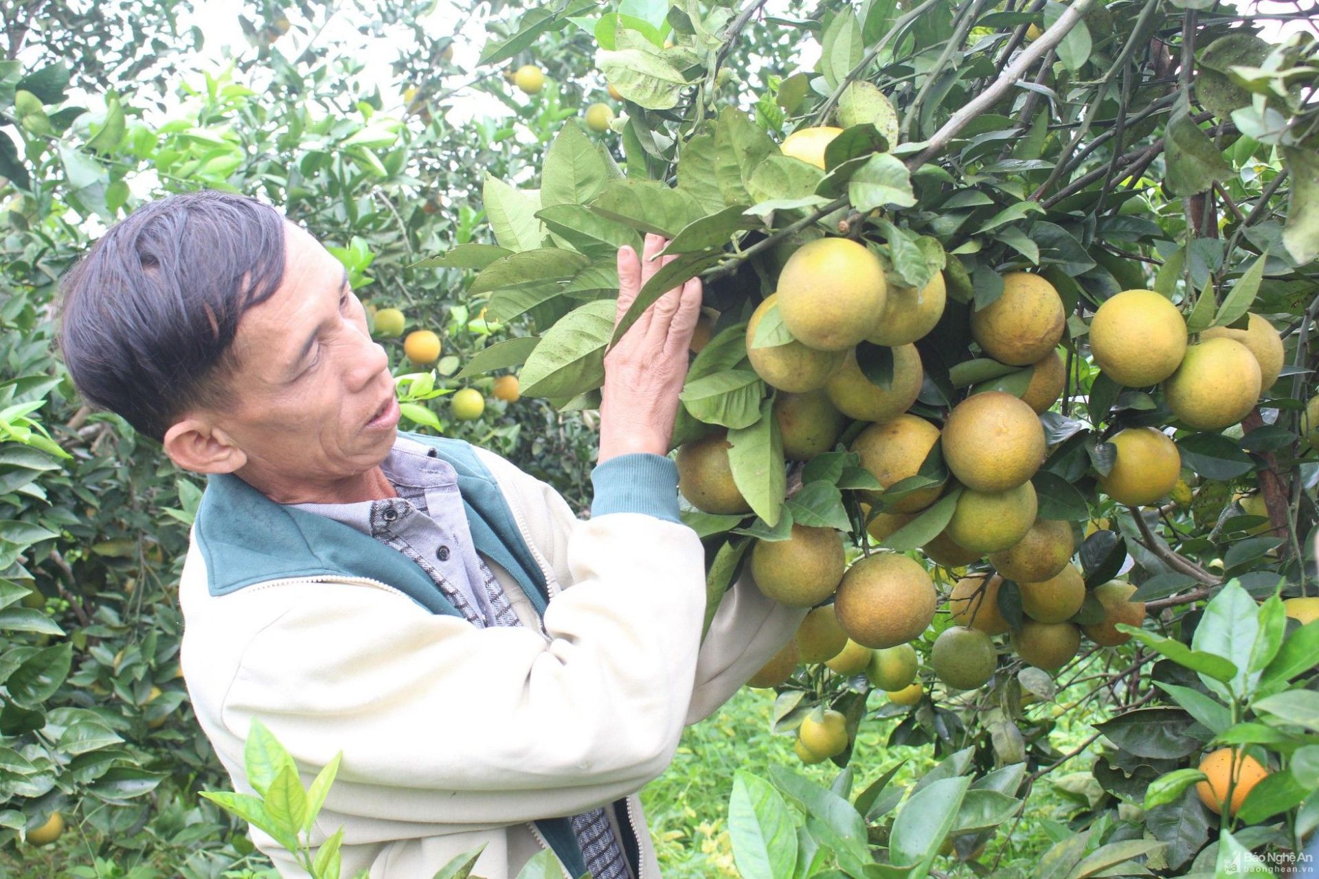 o-nghe-an-co-nhieu-trang-trai-cam-co-the-phat-trien-du-lich-canh-nong--anh-sach-nguyen.jpg
