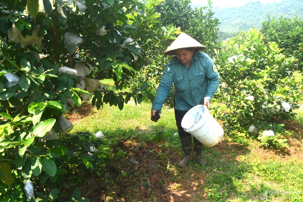 bna_dung_phan_bon_huu_co_tu_san_xuat_bon_cho_cay_an_qua2820750_20112021.jpg