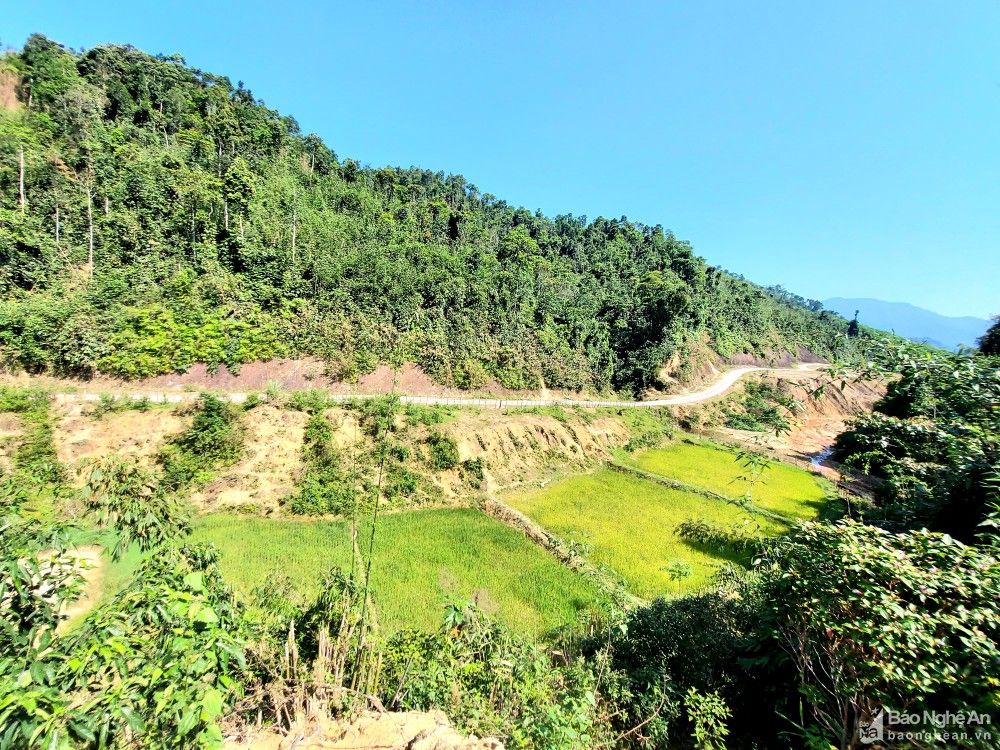 bna_hua_na_4_nhat_lan103870_1972021.jpg