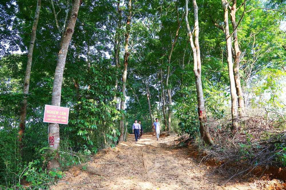 rung-lim-xanh-o-ban-hoi-1-xa-chau-hoi-duoc-dua-vao-bao-ton-va-phat-trien-cay-go-ban-dia-anh-tu-lieu-van-nhi-2345--n1.png