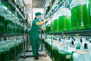 Sớm đưa Nghệ An trở thành trung tâm khởi nghiệp sáng tạo của cả nước