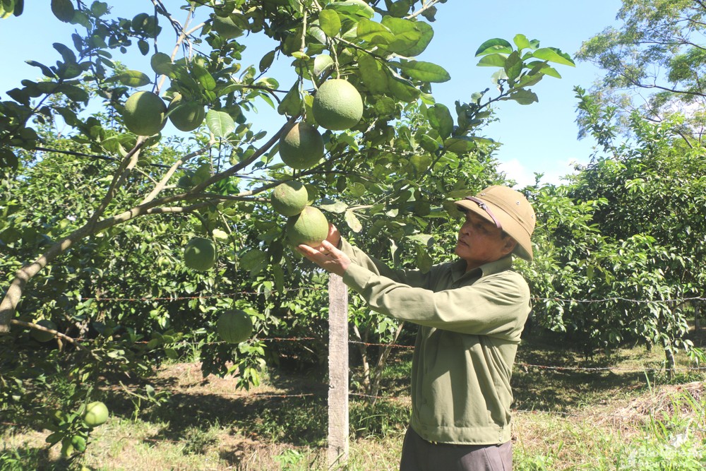 ong-nguyen-dinh-tam--bi-thu-chi-bo-thon-2-9-la-mot-trong-nhung-ho-di-dau-trong-phat-trien-kinh-te-6397.jpg