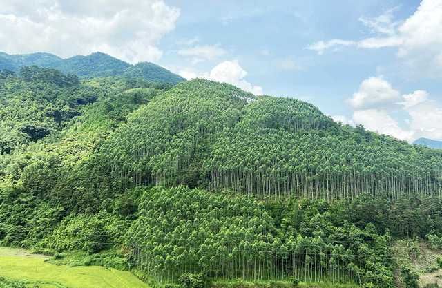lap-du-an-trong-rung-16534648490941101319988.jpg