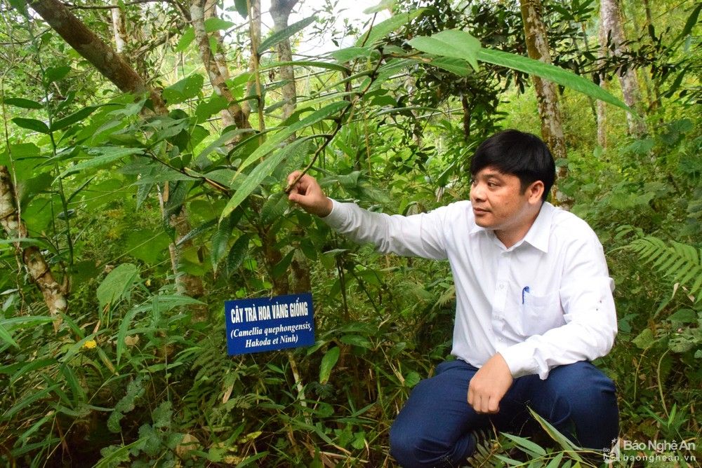 bna-bi-thu-dang-uy-xa-ha-minh-tuan-ben-cay-che-hoa-vang-giong-duoc-anh-chon-lam-cay-dau-dong-2710--n1.jpg