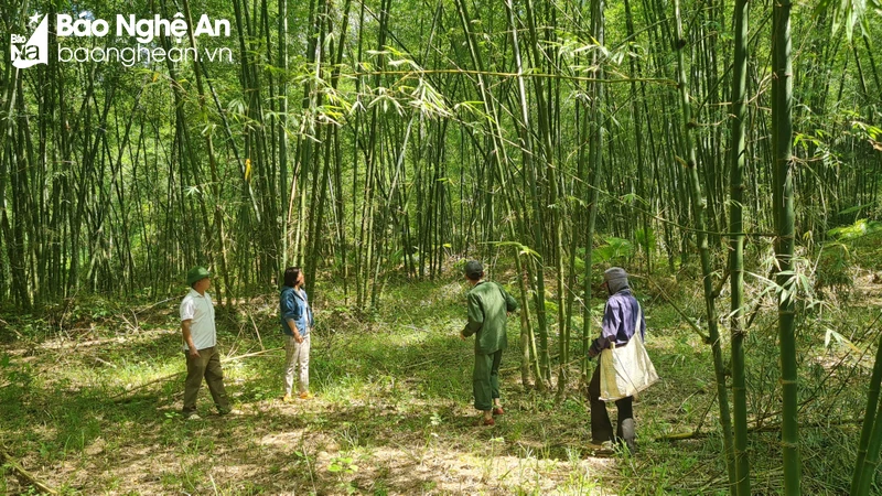 bna-nguoi-dan-xa-tam-quang-vao-rung-met-khai-thac-mang-7864.jpg.webp