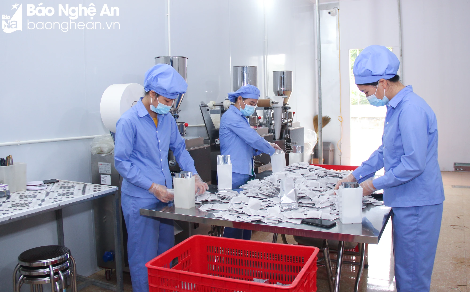 bna-mh-nguoi-lao-dong-dong-tui-loc-san-pham-ca-gai-leo-7684.jpg.webp