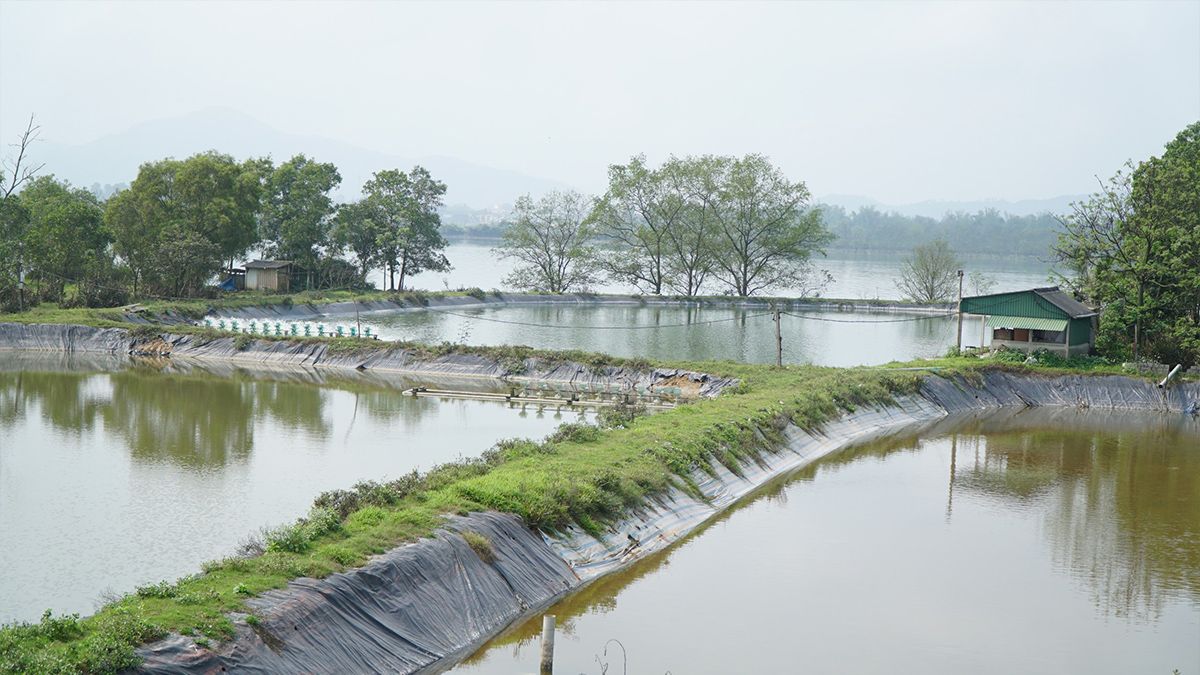 dam-nuoi-tom-o-hung-hoa.jpg