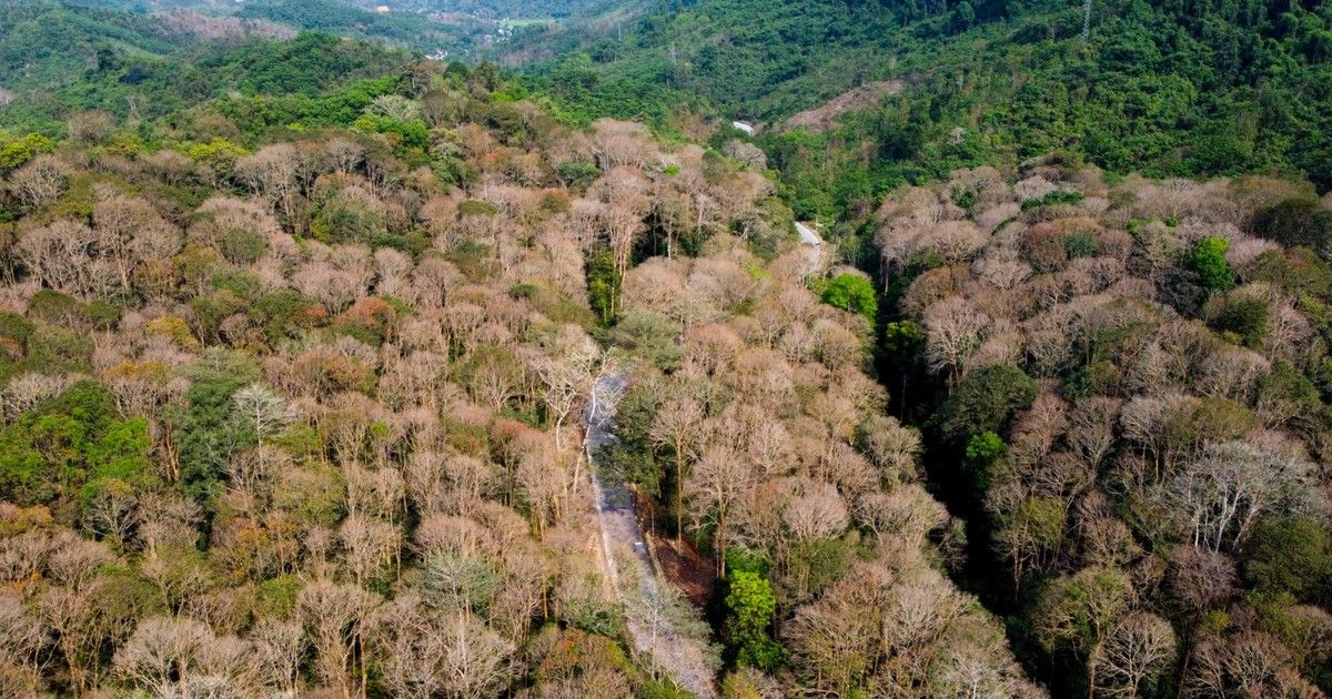 Nghệ An: Sẽ tổ chức giải trình về tình hình thực hiện giao đất, giao rừng; quản lý, bảo vệ và phát triển rừng