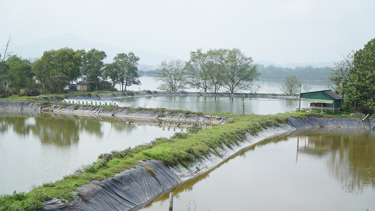 am-nuoi-tom-o-hung-hoa.jpg