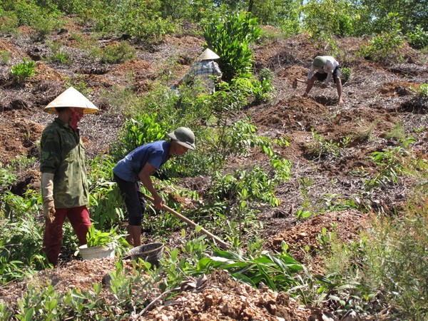 nong-lam-truong-quoc-doanh.jpg