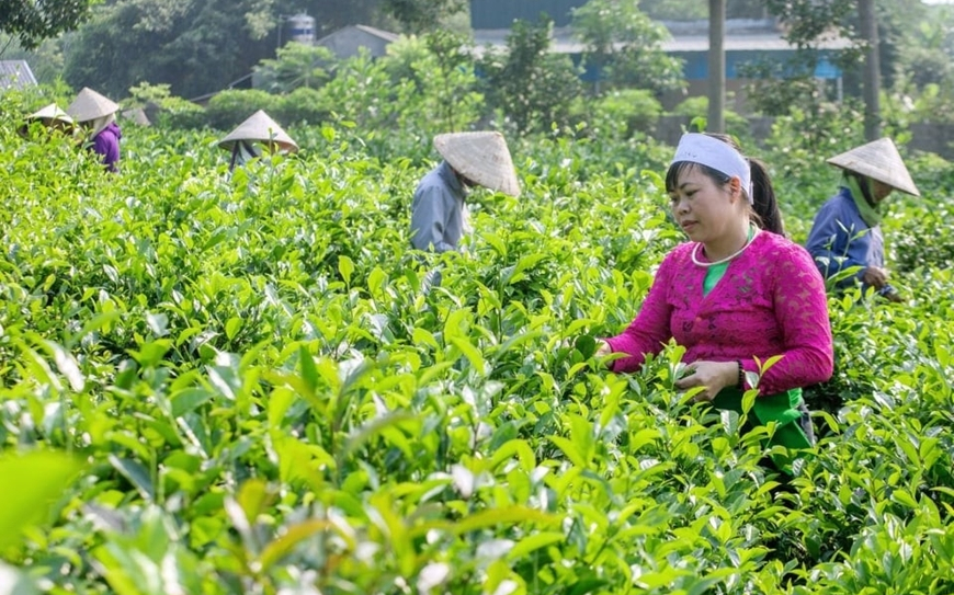 Bộ Nông nghiệp và Phát triển nông thôn trả lời kiến nghị cử tri về Chương trình mục tiêu quốc gia phát triển kinh tế - xã hội vùng đồng bào DTTS và MN