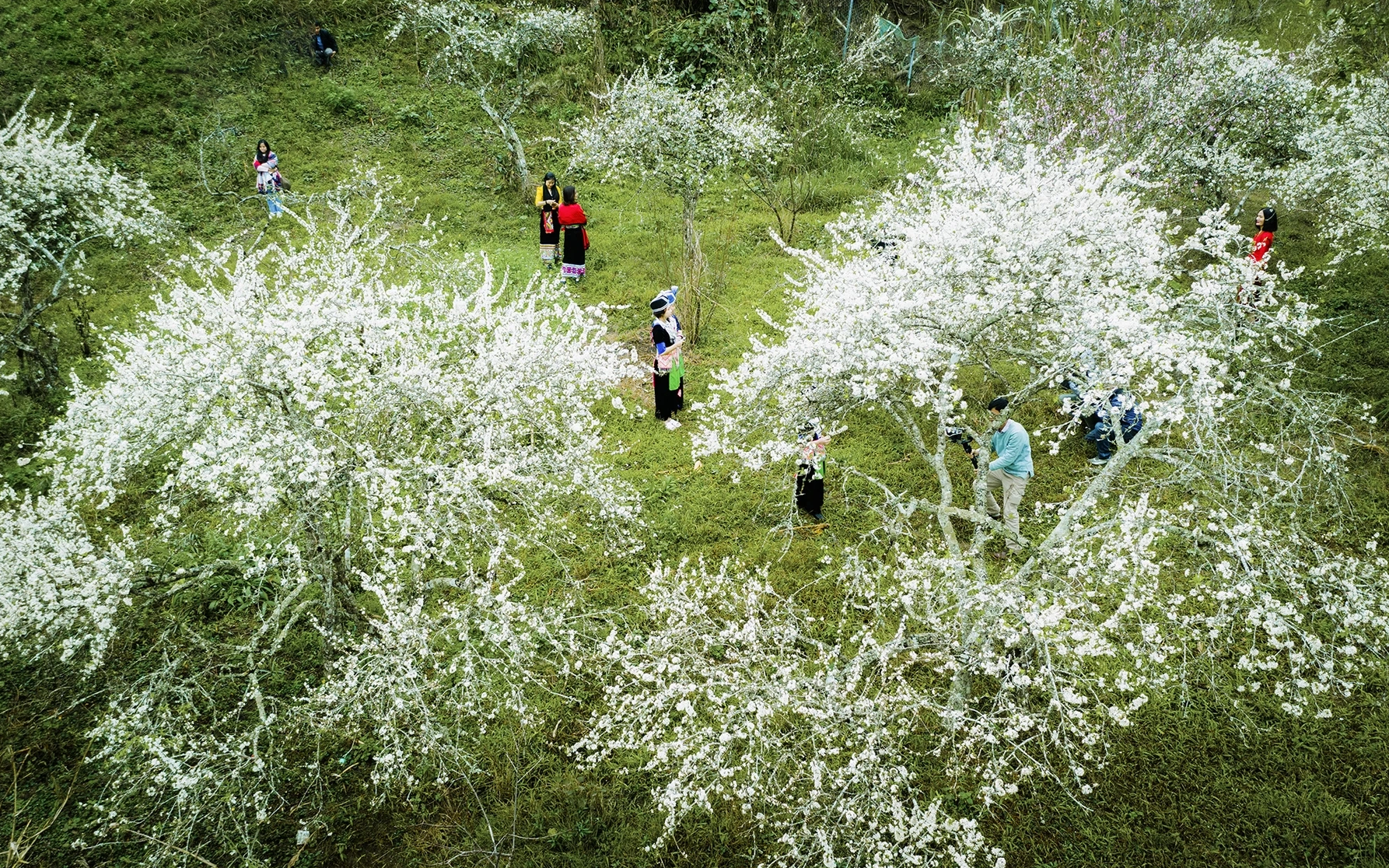 Hoa mận nở trắng trời ở miền Tây Nghệ An