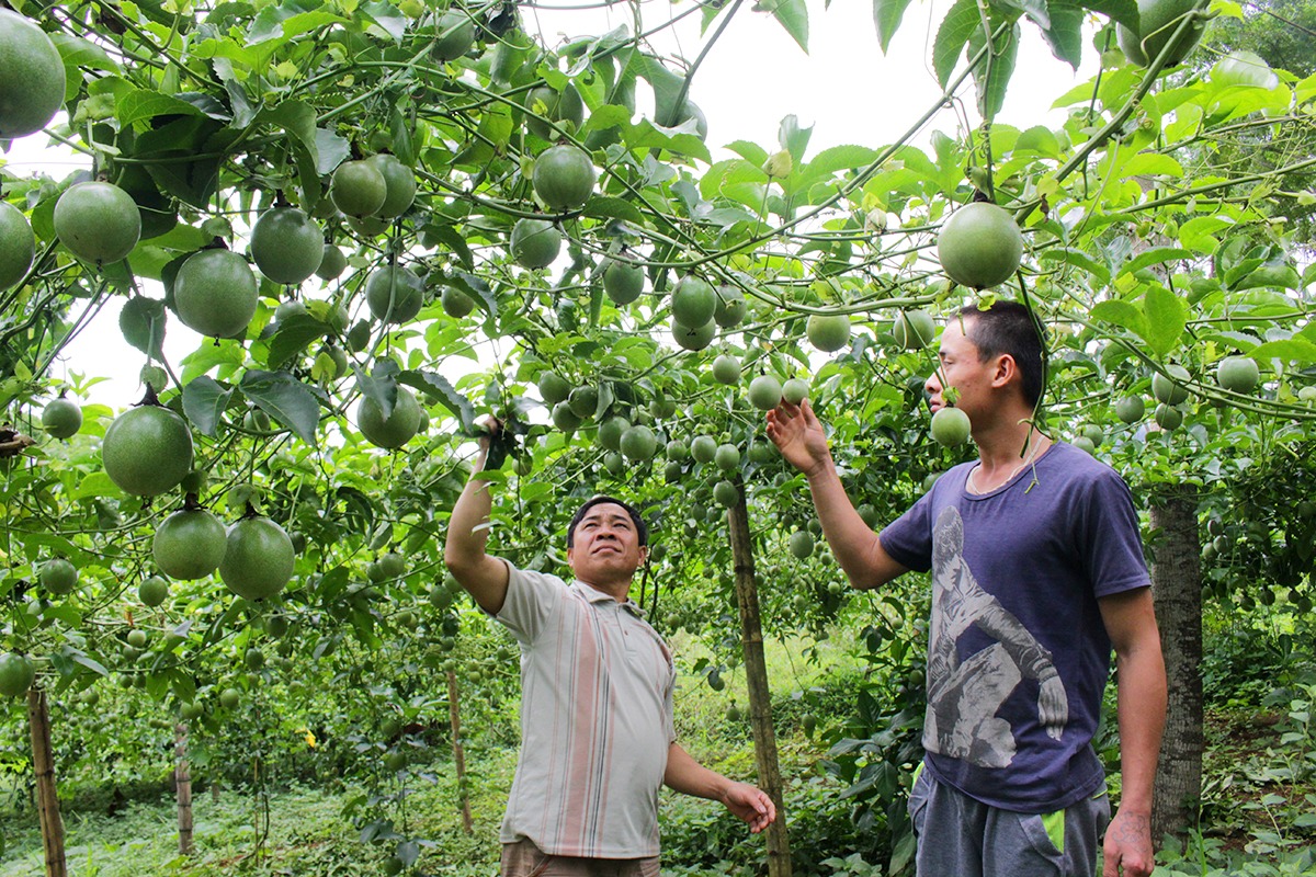 Sở Tài nguyên và Môi trường trả lời kiến nghị cử tri xã Tri Lễ, huyện Quế Phong về tình hình sử dụng đất của Công ty Chanh leo Nafoods