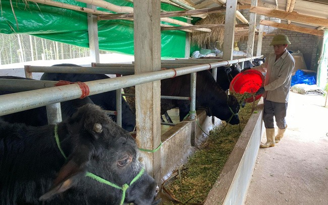 Quỹ hỗ trợ nông dân đồng hành cùng nông dân trong phát triển sản xuất