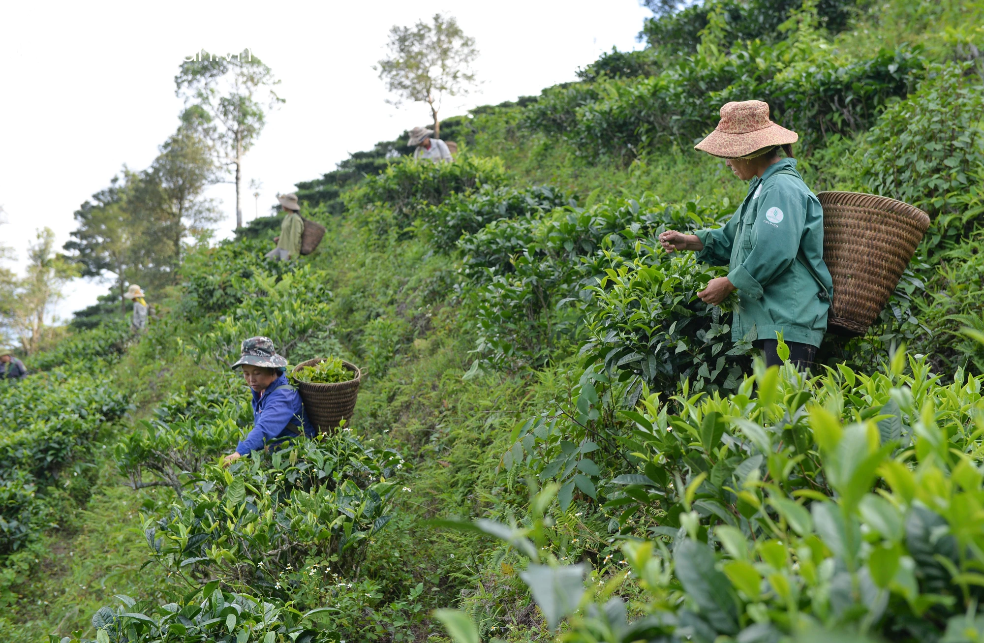 Phát huy lợi thế để phát triển Nông nghiệp hữu cơ vùng miền Tây