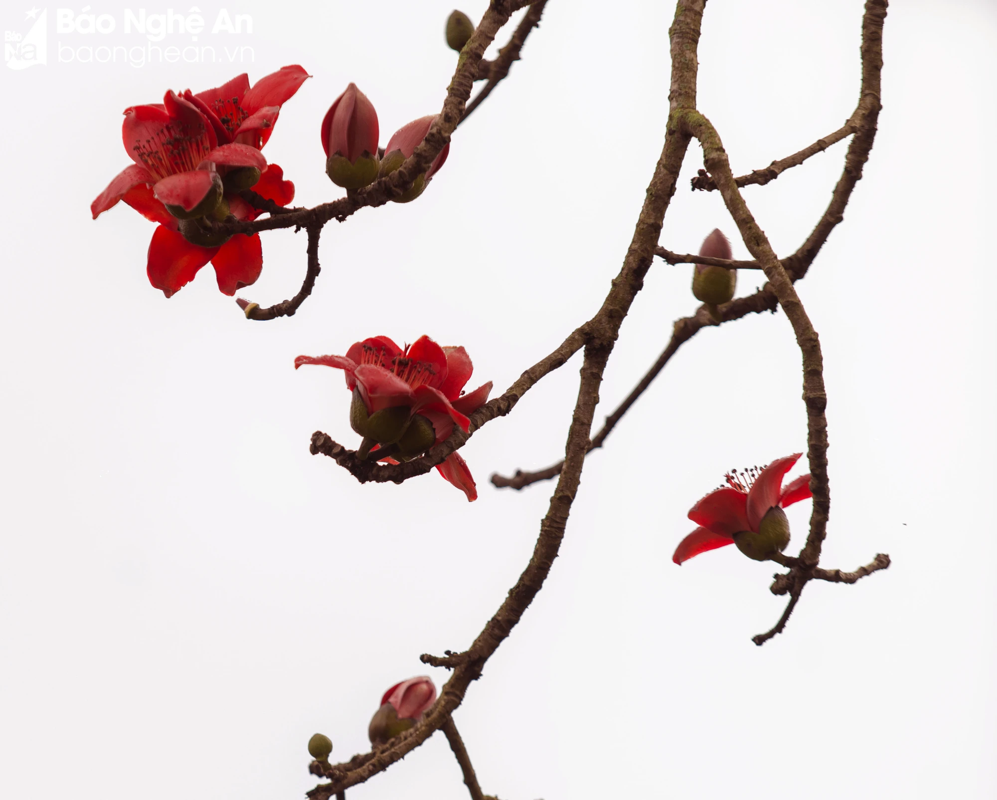 bna-6-8421.jpg.webp