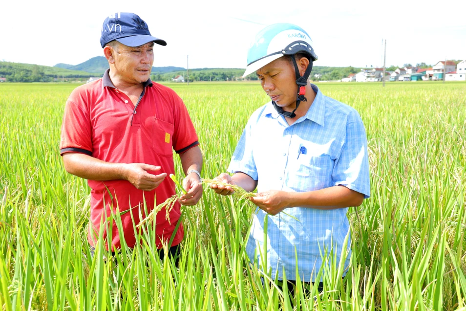 bna-htx-dich-vu-nn-co-do-xa-nghia-thinh-kiem-tra-lua-he-thu-truoc-thu-hoach-nn-2076.jpg.webp