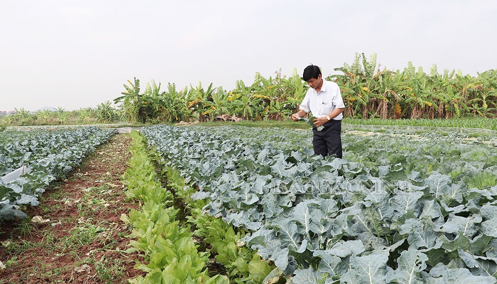 Quan tâm chế độ chính sách hỗ trợ phát triển nông nghiệp, nông thôn trên địa bàn