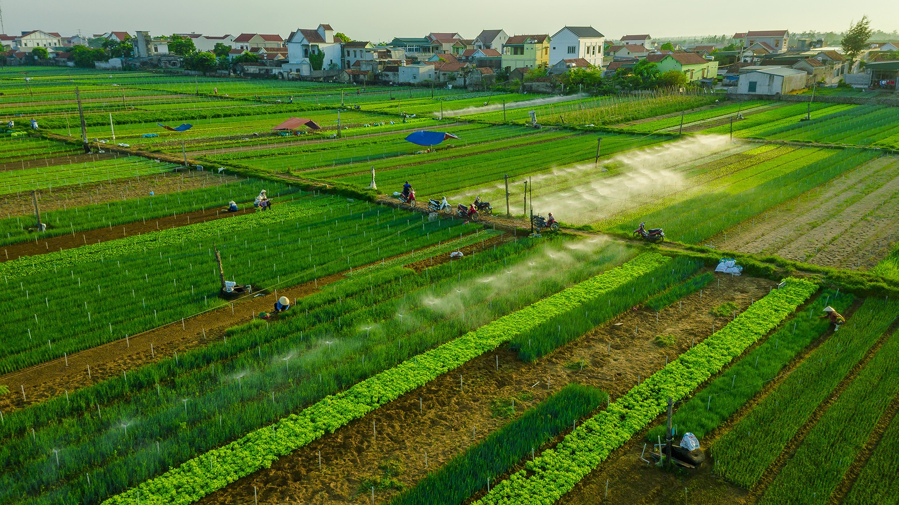 uploaded-huuquanbna-2020_08_10-_bna_dong_rau_quynh_luong__anh_nhat_thanh4801739_1082020.jpg