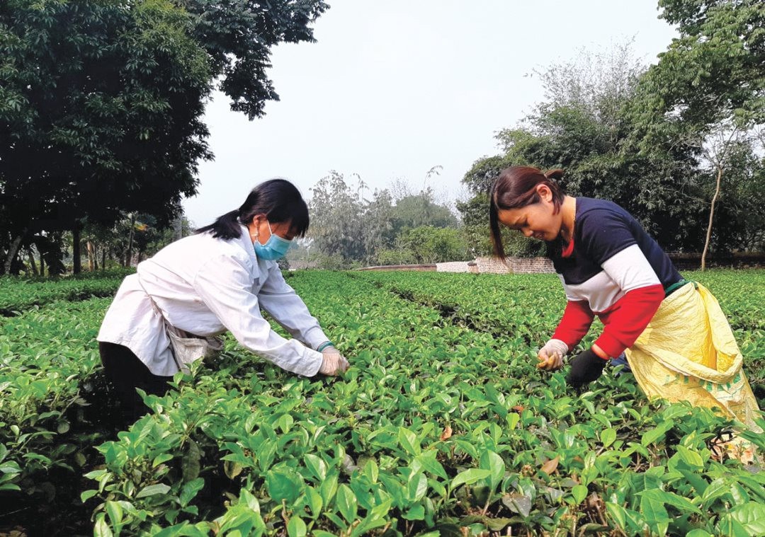 Ủy ban nhân dân tỉnh trả lời cử tri Võ Thanh Tuấn, xã Yên Khê, huyện Con Cuông về bàn giao đất nông nghiệp và đất rừng về địa phương quản lý và bàn giao cho các hộ dân sử dụng