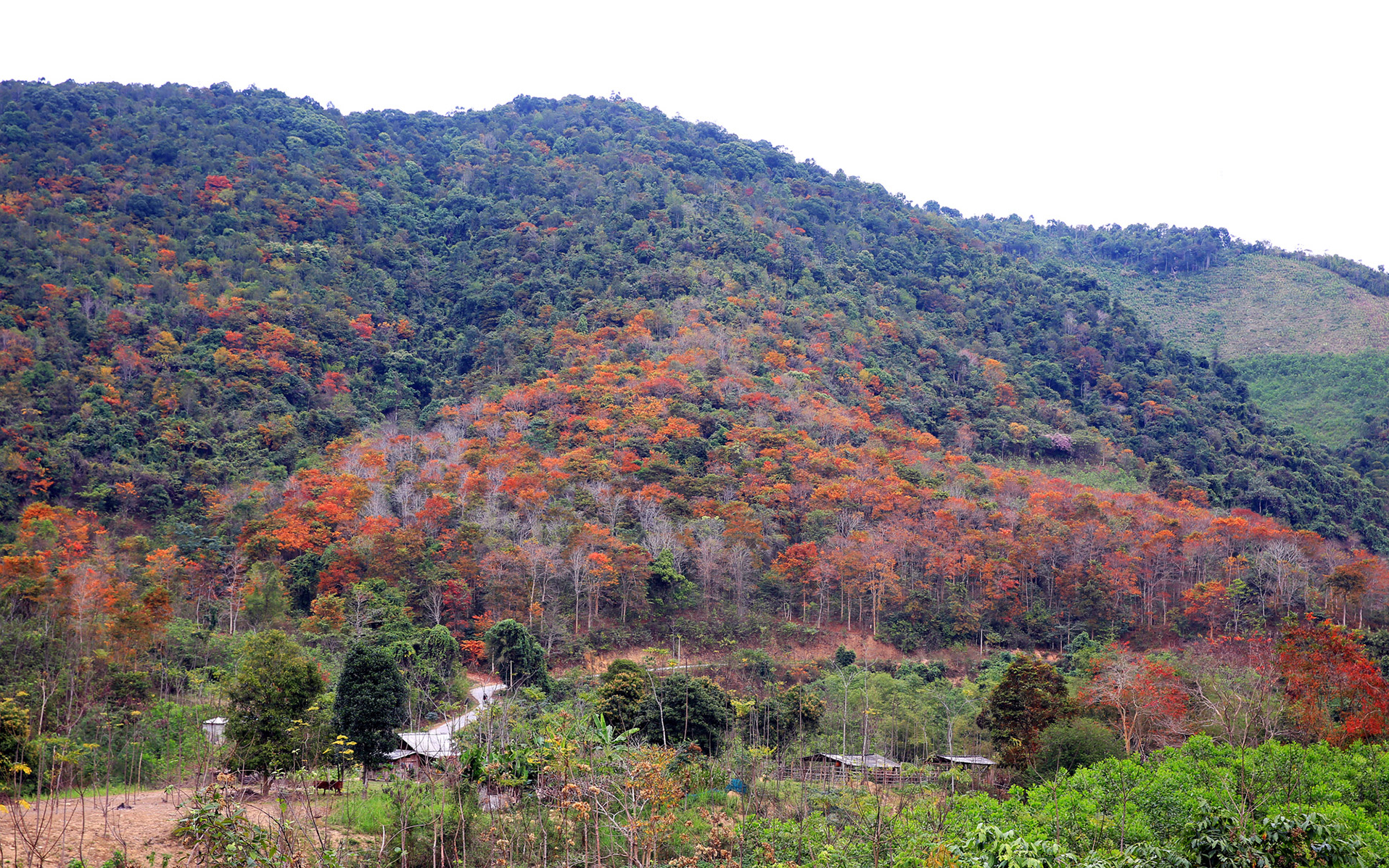 Tăng cường quản lý, bảo vệ rừng, phát triển lâm nghiệp bền vững miền Tây Nghệ An
