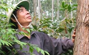 Lê Duy Nguyên - Người “phục dựng” những cánh rừng rú Xước