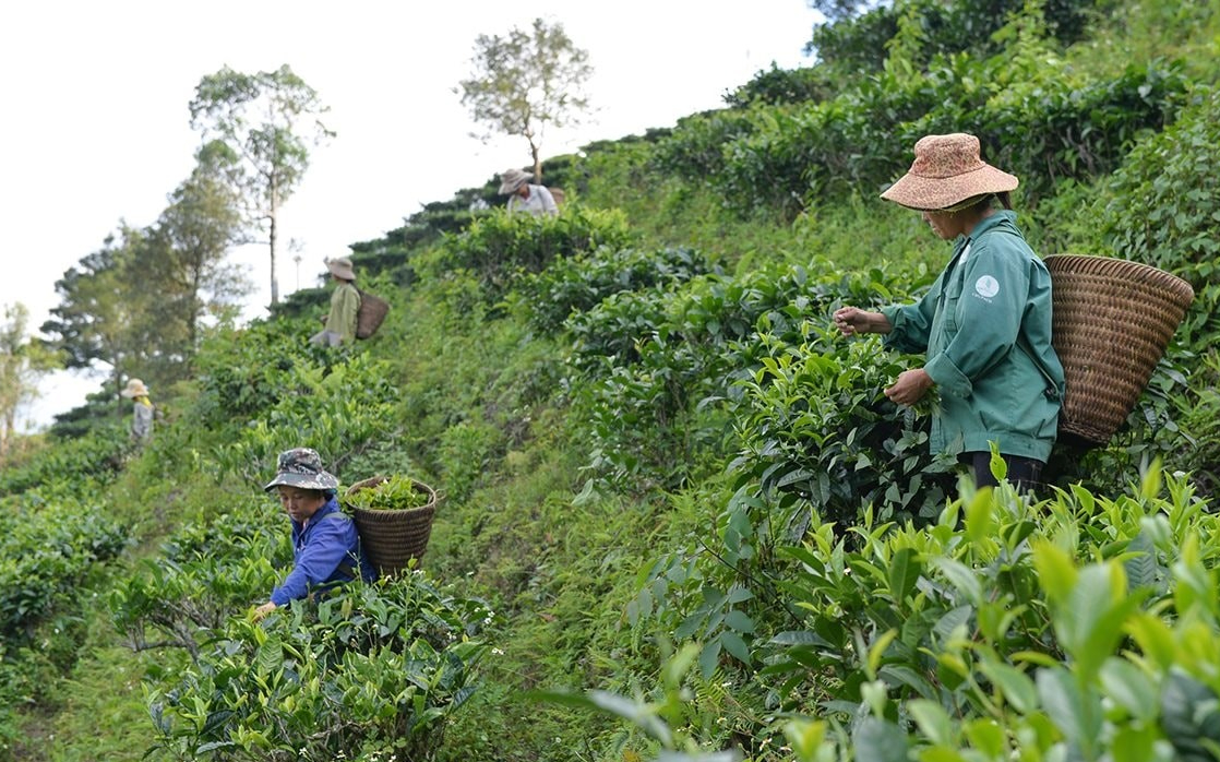 Phát triển ngành nghề nông thôn để thúc đẩy xây dựng nông thôn mới
