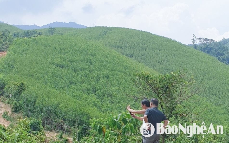 bna_-mh-day-manh-trong-va-phat-trien-rung-la-giai-phap-quna-trong-de-ung-pho-bdkh.....jpg