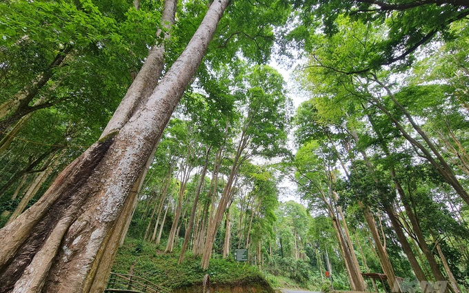 Nghệ An: Chuyển mục đích sử dụng 33,0401 ha rừng, thông qua 10 dự án phải thu hồi đất, chuyển mục đích sử dụng đất