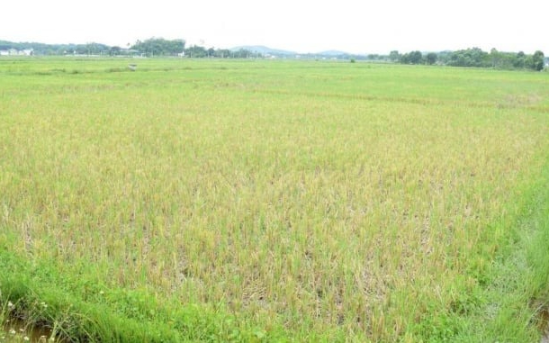 Đề xuất hỗ trợ thuê đất sản xuất nhằm hạn chế tình trạng bỏ hoang ruộng lúa vụ Hè thu