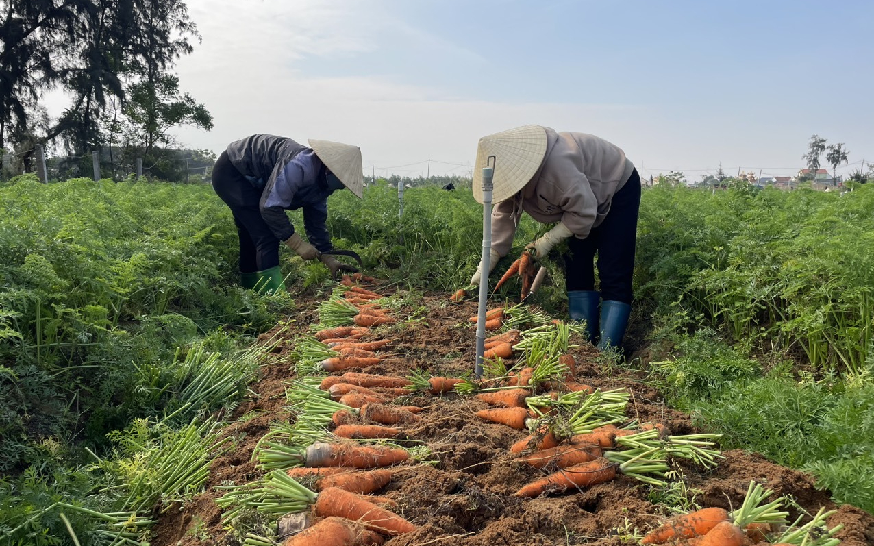 Nghệ An thúc đẩy xây dựng nông thôn mới theo hướng bền vững và hiện đại