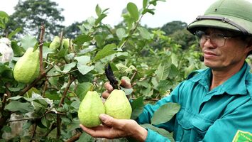 Khám phá trang trại cây ăn quả hữu cơ bậc nhất Nghệ An