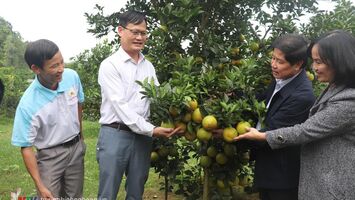 Thứ trường Bộ NN&PTNT Lê Quốc Doanh thăm mô hình trồng cam ở Yên Thành