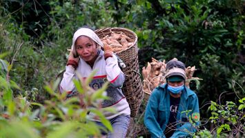 Nghệ An: Nhộn nhịp mùa thu hoạch sắn nguyên liệu