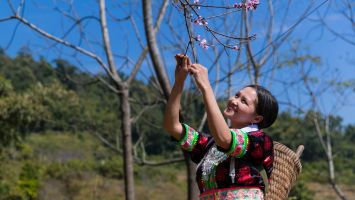 Những nẻo Xuân quê hương Nghệ An