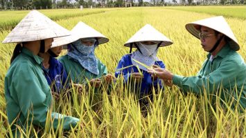 Người gieo hạt cho những mùa vàng bội thu