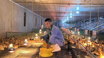 Phát triển bền vững các mô hình liên kết sản xuất ở Thanh Chương