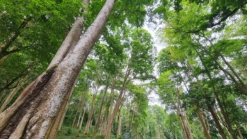 Lâm nghiệp Nghệ An cần đi nhanh hơn để 'hóa rồng'