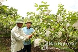Nghệ An: Lựa chọn 25 vườn vào chung khảo 'Vườn chuẩn nông thôn mới đẹp'