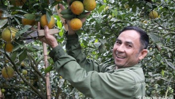 Phát huy vai trò của Trung tâm Dịch vụ nông nghiệp trong phát triển nông nghiệp và xây dựng nông thôn mới